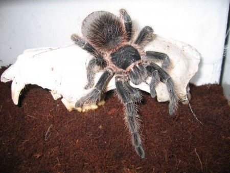 rod Lasiodora