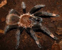 rod Sericopelma